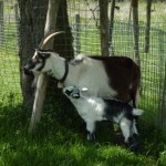 426e77e8c0b830248d8e0b826ee9cf8d