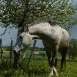 72c2307e56e2b0be407fa197ff1f41ae