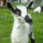 951e16c17713892f156583162ba17ace