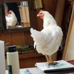 20190922_150148_resized.jpg-Huhn