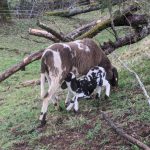 PXL_20231222_095745250.MP_